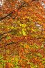Autumn Trees 2