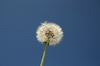 Dandelion blue sky sequence 1
