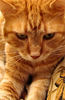 steadfast gaze