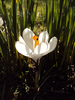Delightful Crocus