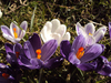 Delightful Crocus