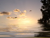 Little Parrots at Sunset