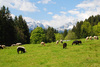 sheep in the mountains