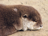 otter