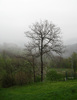 fog on the hills