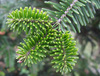 pine needles