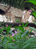ruins with plants
