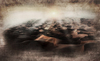 desert