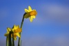 Easter daffodils and sky
