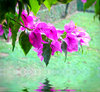 Pink Bougainvillea 4