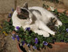 asleep in flower pot