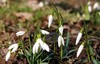 first snowdrops