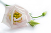 Soft pink flower