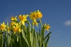 Easter Daffodils