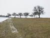 winter tree scenery