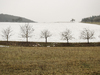 winter trees landscape