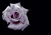 Pink 3d Rose