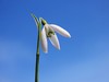sunny snowdrops