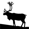 Moose
