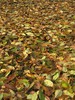autumn  in garden