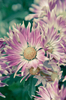 Beautiful Flowers 2