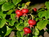 Rose hips