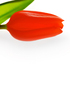 Red tulip