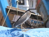 Night Herons at the Wharf
