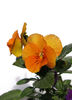 pansies on white