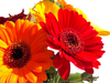 Red and gold gerbers