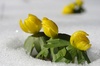 Winter aconite in snow
