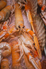 crayfish