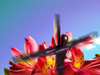 Resurrection