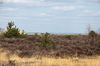 Heath landscape