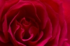 Red rose