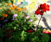 Red Geranium