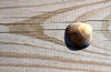 Cockle on a board