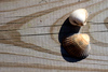 Cockles on a board
