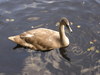 Young swans