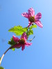 wild rose