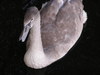 Yopung swan