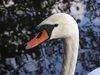 White swan
