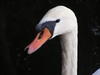 White swan