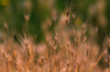 Grass Stand