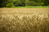 Farm field