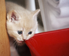 British shorthair 2