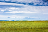 Fields Iceland