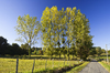Trees lined up