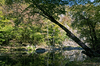 Forest scenery