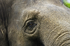 Elephant close-up